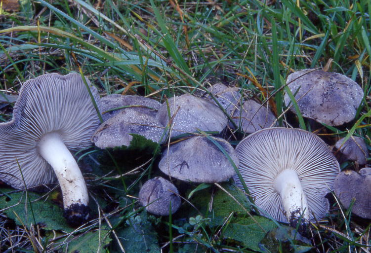 Tricholoma terreum